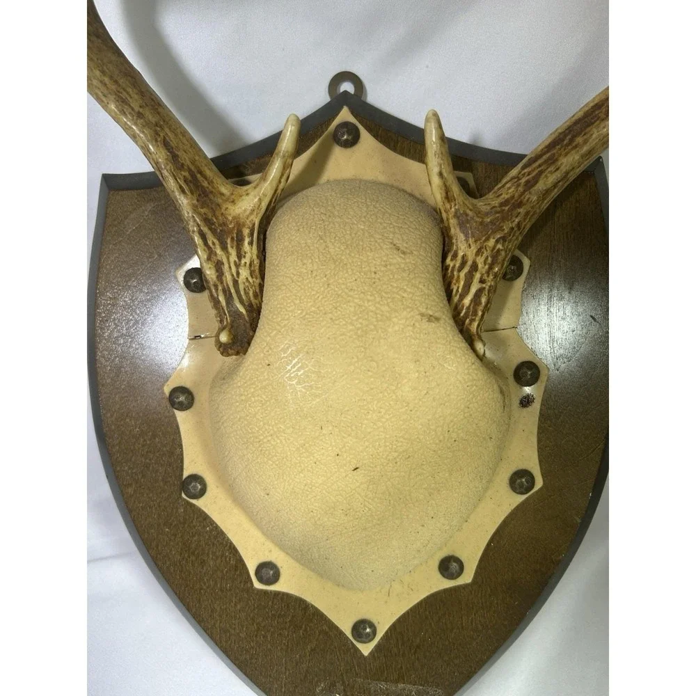 8 Point Whitetail Deer Antler Rack Horn Skull European Mount Man Cave Decor